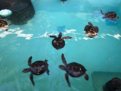 🐢 오가사와라 해양 센터 이미지 2